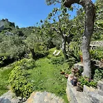 Paolo Lemon Tree *