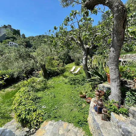 Paolo Lemon Tree *