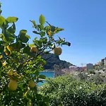 Paolo Lemon Tree