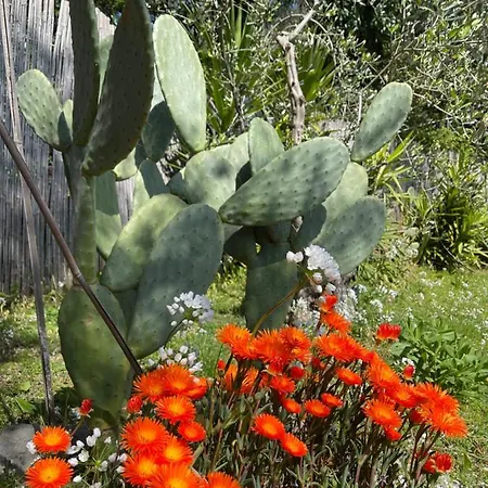 Paolo Lemon Tree *