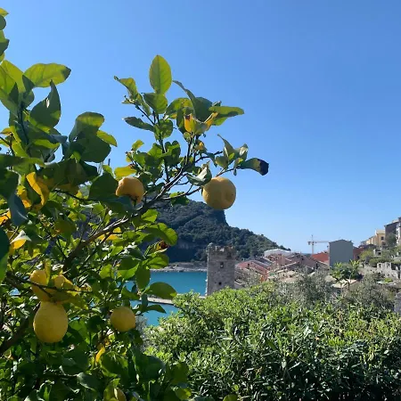 Paolo Lemon Tree